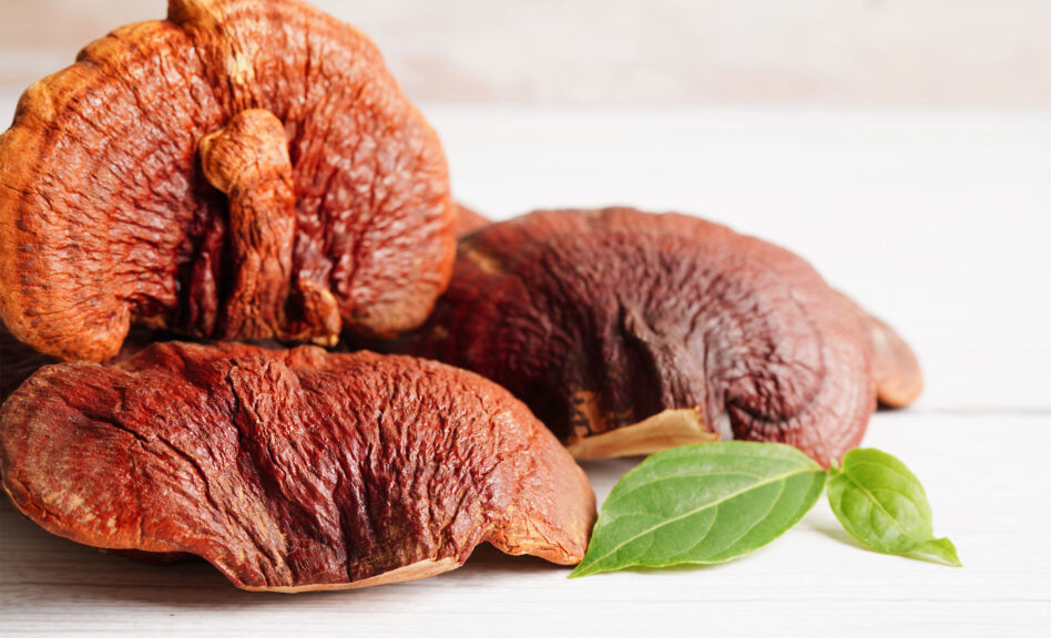 Reishi-Pilz zur Stärkung des Immunsystems und Unterstützung des Herz-Kreislauf-Systems Leber Heilung Allergien LingZhi Vitalpilz Reishi Extrakt kaufen, Geprüftes Reishi-Pulver in Premiumqualität, Extrakt und Vitalpilzpulver Kapseln, Naturheilkraft in geprüfter Qualität, Reishi Extrakt Kapseln, Original