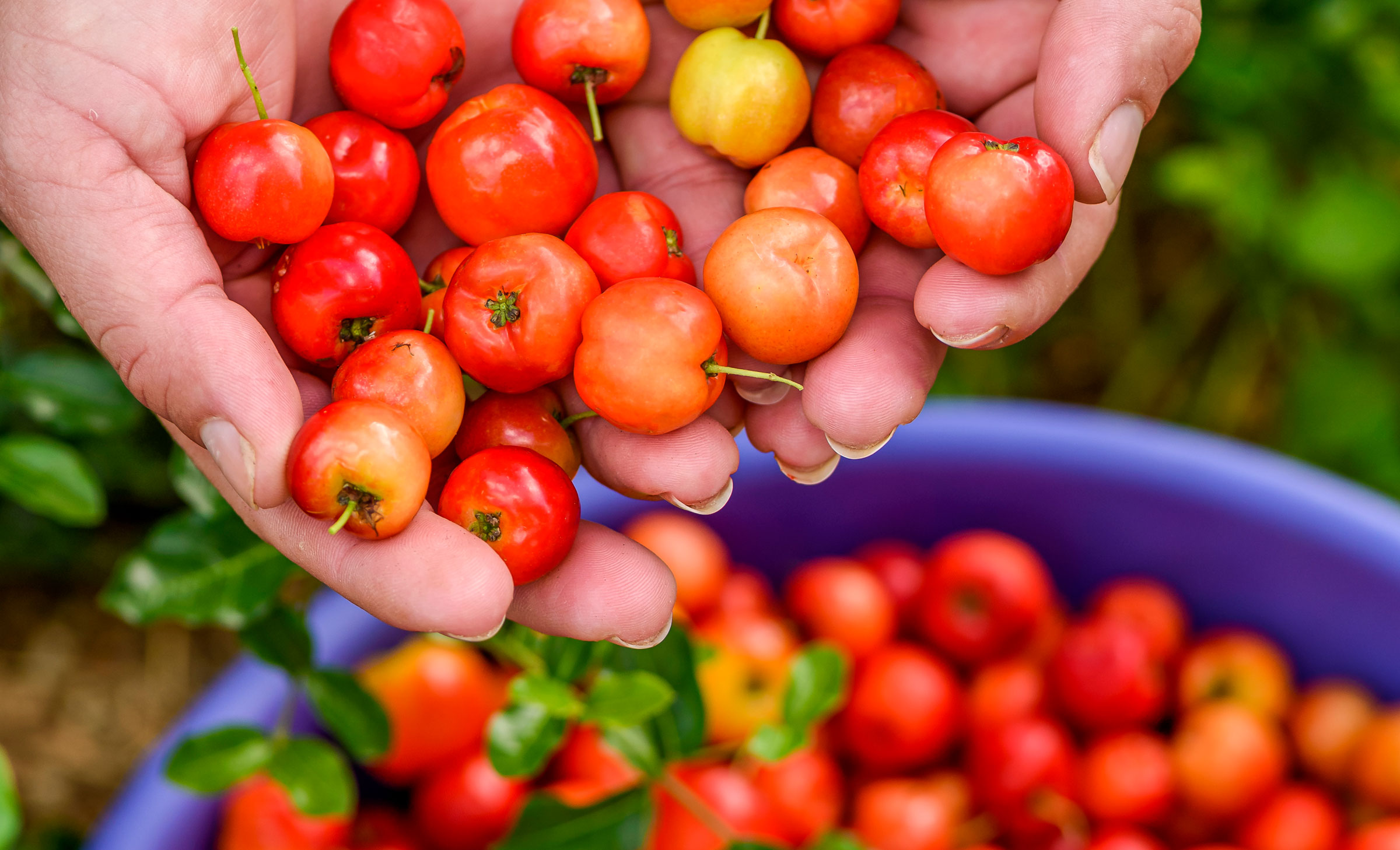 Dame präsentiert frische Acerola-Camu-Camu Früchte