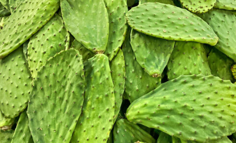 Nopal, auch als Opuntia streptacantha oder Opuntia ficus indica bekannt, ist ein Kaktus, der traditionell zur Regulierung des Blutzuckerspiegels und zur Unterstützung des Cholesterinwertes verwendet wird. Die HANDO®Nopal Kapseln enthalten das Pulver dieses wertvollen Kaktus, hergestellt aus wildwachsenden Kakteen aus unberührten Ökosystemen in Mexiko. Entzündungshemmend