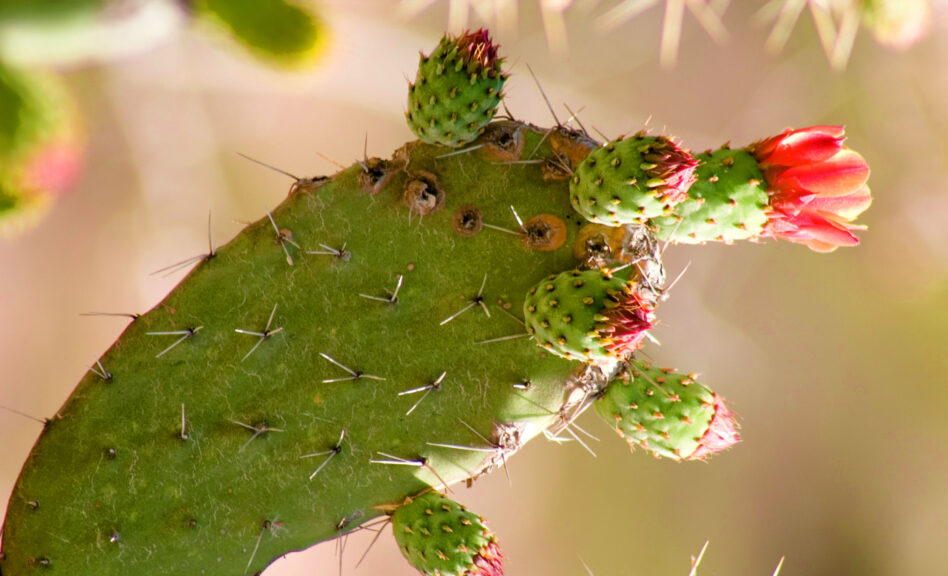 Nopal, auch als Opuntia streptacantha oder Opuntia ficus indica bekannt, ist ein Kaktus, der traditionell zur Regulierung des Blutzuckerspiegels und zur Unterstützung des Cholesterinwertes verwendet wird. Die HANDO®Nopal Kapseln enthalten das Pulver dieses wertvollen Kaktus, hergestellt aus wildwachsenden Kakteen aus unberührten Ökosystemen in Mexiko. Entzündungshemmend
