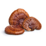 Reishi-Pilz zur Stärkung des Immunsystems und Unterstützung des Herz-Kreislauf-Systems Leber Heilung Allergien LingZhi Vitalpilz Reishi Extrakt kaufen, Geprüftes Reishi-Pulver in Premiumqualität, Extrakt und Vitalpilzpulver Kapseln, Naturheilkraft in geprüfter Qualität, Reishi Extrakt Kapseln, Original