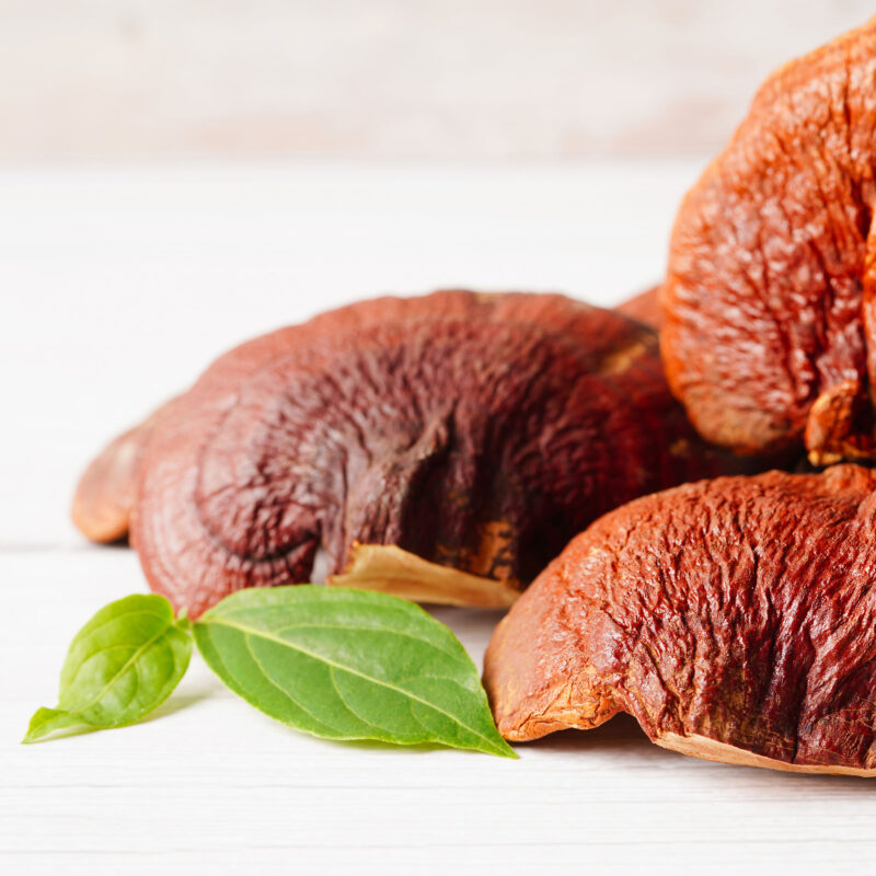 Reishi-Pilz zur Stärkung des Immunsystems und Unterstützung des Herz-Kreislauf-Systems Leber Heilung Allergien LingZhi Vitalpilz Reishi Extrakt kaufen, Geprüftes Reishi-Pulver in Premiumqualität, Extrakt und Vitalpilzpulver Kapseln, Naturheilkraft in geprüfter Qualität, Reishi Extrakt Kapseln, Original