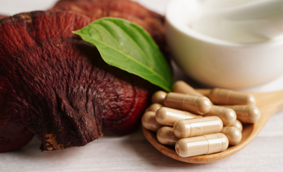Reishi-Pilz zur Stärkung des Immunsystems und Unterstützung des Herz-Kreislauf-Systems Leber Heilung Allergien LingZhi