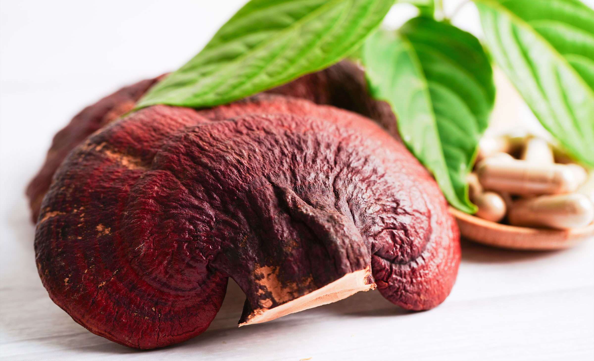 Reishi-Pilz zur Stärkung des Immunsystems und Unterstützung des Herz-Kreislauf-Systems Leber Heilung Allergien LingZhi Vitalpilz Reishi Extrakt kaufen, Geprüftes Reishi-Pulver in Premiumqualität, Extrakt und Vitalpilzpulver Kapseln, Naturheilkraft in geprüfter Qualität, Reishi Extrakt Kapseln, Original