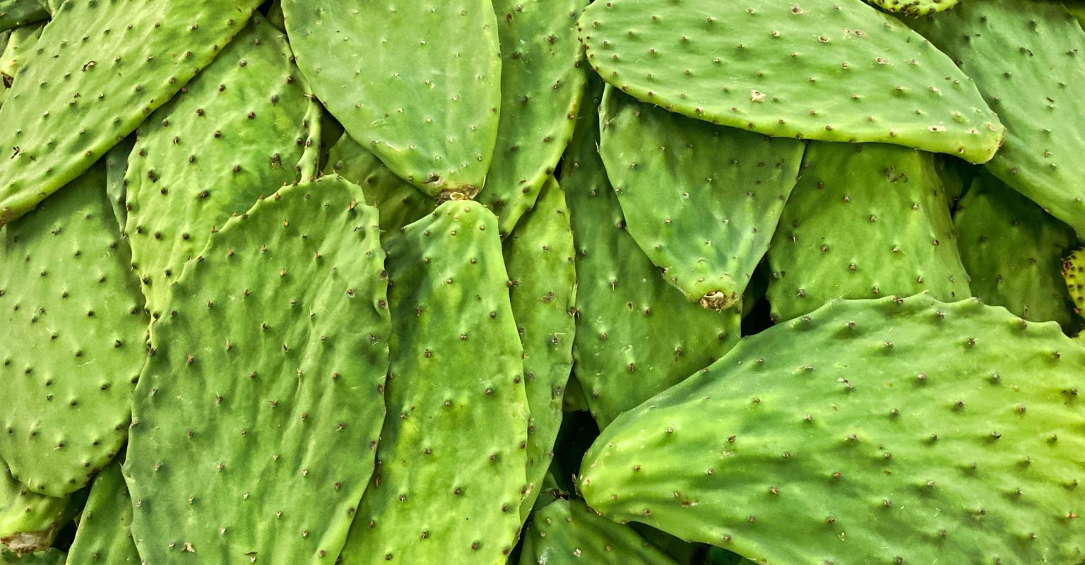 Nopal, auch als Opuntia streptacantha oder Opuntia ficus indica bekannt, ist ein Kaktus, der traditionell zur Regulierung des Blutzuckerspiegels und zur Unterstützung des Cholesterinwertes verwendet wird. Die HANDO®Nopal Kapseln enthalten das Pulver dieses wertvollen Kaktus, hergestellt aus wildwachsenden Kakteen aus unberührten Ökosystemen in Mexiko. Entzündungshemmend